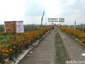 Petani Lumajang Tanam Bunga Marigold Tangkal Serangan Hama Petani Lumajang Tanam Bunga Marigold Tangkal Serangan Hama