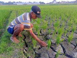 Saluran Air Jebol, 266 Hektare Sawah di Badung Kekeringan
