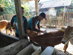 DKPP Kota Blitar Sebut Sapi Terjangkit LSD Meningkat