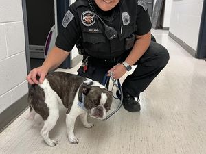 Jahat! Bawa Anjing ke Bandara, eh Ditinggal Begitu Saja di Parkiran