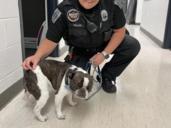 Jahat! Bawa Anjing ke Bandara, eh Ditinggal Begitu Saja di Parkiran