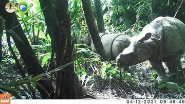 Keadilan Ditegakkan! Pemburu Badak Jawa Dihukum Berat Atas Pembantaian Satwa Langka
