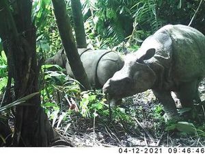 Sunendi Buru dan Sembelih Badak Jawa di TN Ujung Kulon Lalu Ambil Cula Sunendi Buru dan Sembelih Badak Jawa di TN Ujung Kulon Lalu Ambil Cula