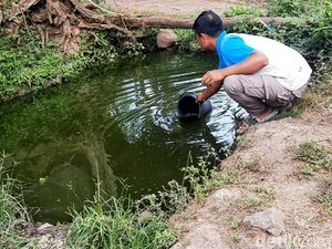 Kasihan, Hewan Ternak di Bondowoso Minum Air Comberan Dampak Krisis Air Bersih
