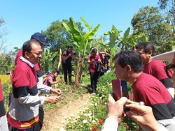 Cerita Koster Kembangkan Gemitir Merah Usai Megawati Tanya Kok Kuning Semua