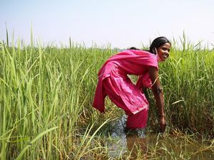 India Batasi Ekspor, Pasar Beras Dunia Kacau!