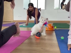 Menghilangkan Stres Lewat Yoga Bersama Anak Kucing Menggemaskan