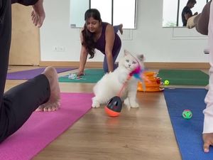 Menghilangkan Stres Lewat Yoga Bersama Anak Kucing Menggemaskan Menghilangkan Stres Lewat Yoga Bersama Anak Kucing Menggemaskan