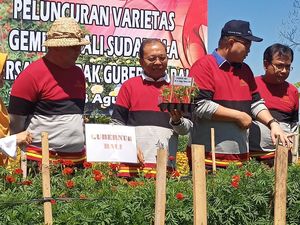 Koster Klaim Gemitir Bali Sudamala Bisa Setop Impor Rp 30 Miliar Koster Klaim Gemitir Bali Sudamala Bisa Setop Impor Rp 30 Miliar
