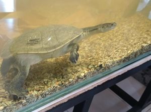 33 Ekor Kura-kura Rote yang Terancam Punah Dipulangkan dari Singapura