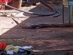 Viral Video Dua Mamba Hitam Berbisa Duel Sengit di Belakang Rumah Warga