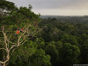 Negara-negara Amazon Berkumpul di Brasil Bahas Kebijakan Bersama