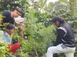 Petani Tanam Ganja di Kebun Kopi Diringkus Polisi