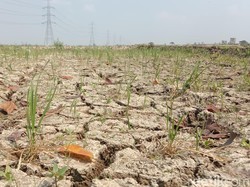 Puncak El Nino, 10 Ribu Hektare Sawah di Indramayu Terancam Gagal Panen