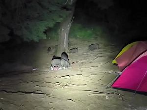 Viral Tenda Pendaki Gunung Prau Disatroni Kawanan Babi Hutan Viral Tenda Pendaki Gunung Prau Disatroni Kawanan Babi Hutan