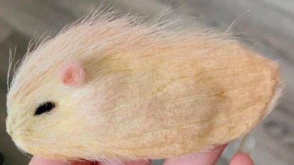 Bukan Kucing atau Anjing, di China Ada Tren Pelihara Biji Mangga