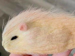 Bukan Kucing atau Anjing, di China Ada Tren Pelihara Biji Mangga Bukan Kucing atau Anjing, di China Ada Tren Pelihara Biji Mangga