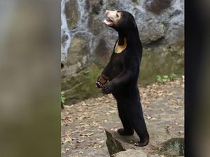 Viral Beruang Madu di Bonbin China Bisa Berdiri, Dituduh Manusia Berkostum