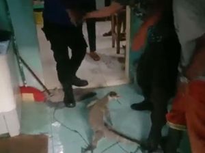 Biawak Masuk ke Plafon Rumah Warga di Asahan, Damkar Turun Tangan Biawak Masuk ke Plafon Rumah Warga di Asahan, Damkar Turun Tangan