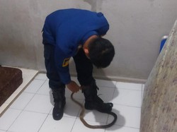 Warga Bogor Panik Ular Tiba-tiba Masuk Kamar Tengah Malam