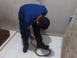Warga Bogor Panik Ular Tiba-tiba Masuk Kamar Tengah Malam Warga Bogor Panik Ular Tiba-tiba Masuk Kamar Tengah Malam