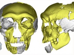 Ciri-ciri Dugaan Spesies Manusia Baru yang Ditemukan Ilmuwan
