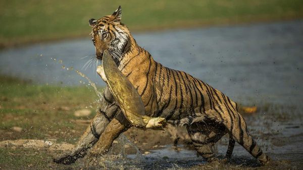 Karya Mencengangkan Jawara Kontes Foto Nature inFocus