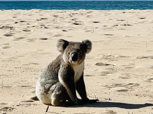Koala Berkeliaran di Pantai, Tanda Habitat Terganggu? Koala Berkeliaran di Pantai, Tanda Habitat Terganggu?