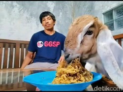 Uniknya Kuncoro, Kambing di Banjarnegara Ini Doyan Mi Goreng Pakai Telur