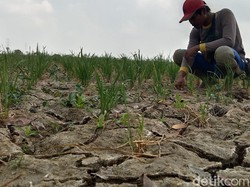 Curhat Petani Indramayu Sulitnya Kelola Padi Saat El Nino