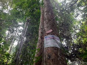 Ratusan Pohon di Bengkulu Selatan Diasuh Lewat Donasi, Libatkan Warga Asing Ratusan Pohon di Bengkulu Selatan Diasuh Lewat Donasi, Libatkan Warga Asing