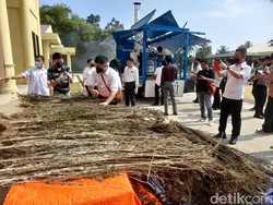 300 Batang Ganja Dimusnahkan, Polda Imbau Warga Awasi Kebun Mereka
