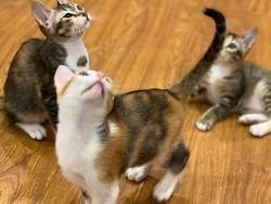 International Cat Day, Prabowo Unggah Foto Kucing Mika-Miki-Miko