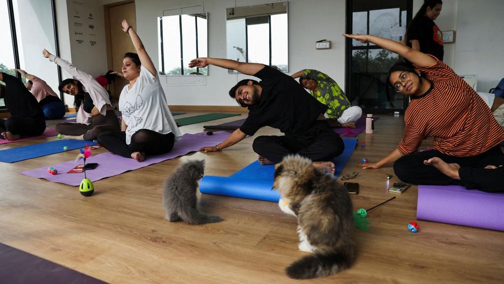 Foto: Menikmati Relaksasi Yoga Ditemani Kucing-kucing Menggemaskan Foto: Menikmati Relaksasi Yoga Ditemani Kucing-kucing Menggemaskan