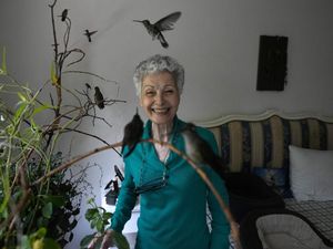 Wanita Meksiko Ubah Apartemennya Jadi Klinik Burung Kolibri