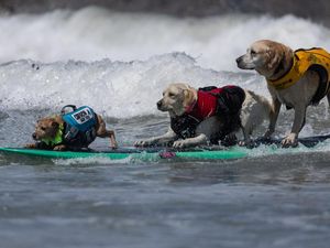 Aksi Menggemaskan Anjing-anjing di Lomba Selancar Dunia