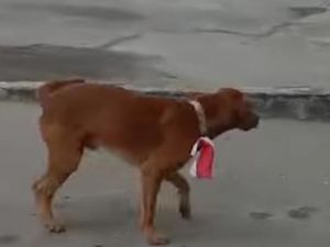 5 Fakta Pria Ikat Bendera Merah Putih di Leher Anjing Berujung Tersangka 5 Fakta Pria Ikat Bendera Merah Putih di Leher Anjing Berujung Tersangka
