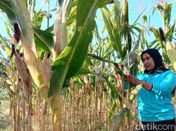 Bagaspati, Jagung Tahan Banting Varietas Baru Inovasi Rakitan Petani Blitar