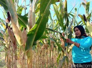 Bagaspati, Jagung Tahan Banting Varietas Baru Inovasi Rakitan Petani Blitar Bagaspati, Jagung Tahan Banting Varietas Baru Inovasi Rakitan Petani Blitar