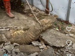 Buaya Keluar dari Beton, Ular hingga Biawak Nongol dari Lubang WC Buaya Keluar dari Beton, Ular hingga Biawak Nongol dari Lubang WC