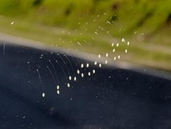 Penampakan Bunga Mirip Udumbara yang Langka di Kaca Mobil Warga Bangka