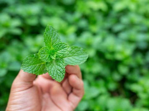 Daun mint bisa untuk mengusir semut di rumah