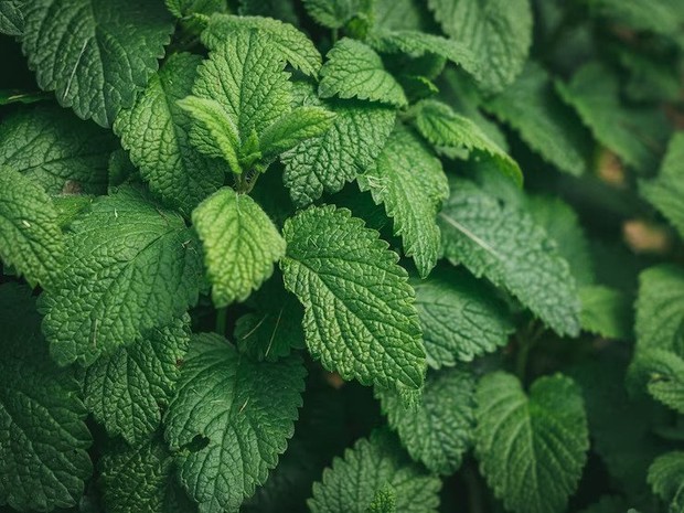 Mint leaves can repel ants in the house
