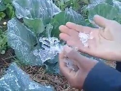 Dieng Membeku, Warga Panen Es Batu di Ladang Kubis