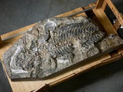 Setelah 25 Tahun, Terungkap Fosil Ini Dulunya Amfibi Karnivora