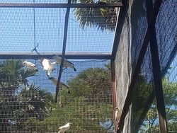 Dua Dekade, Jalak Bali dari 6 Ekor Jadi 600 Ekor