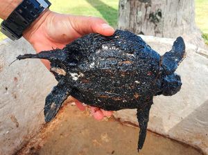 Kasihan, Penyu Hijau di Phuket Thailand Diselimuti Minyak Kasihan, Penyu Hijau di Phuket Thailand Diselimuti Minyak