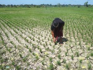 Petani Terdampak Kekeringan di Badung Dapat Bantuan Rp 1,3 Miliar Petani Terdampak Kekeringan di Badung Dapat Bantuan Rp 1,3 Miliar