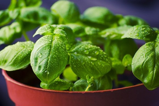 Basil can repel ants in the house