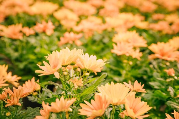 Chrysanthemum can repel ants in the house
